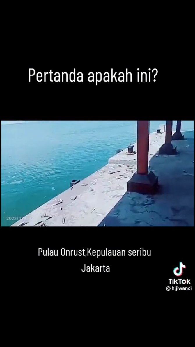 fenomena ikan naik ke permukaan di pulau seribu bikin heboh ini penampakannya