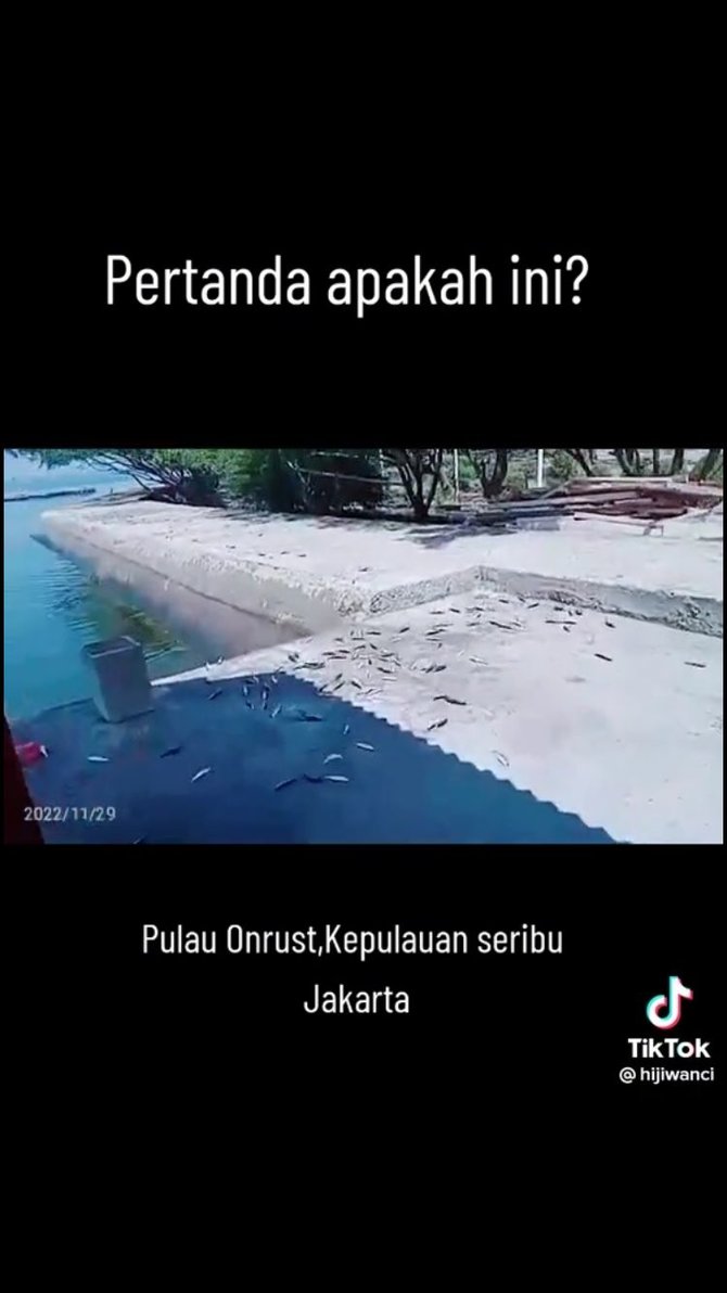 fenomena ikan naik ke permukaan di pulau seribu bikin heboh ini penampakannya