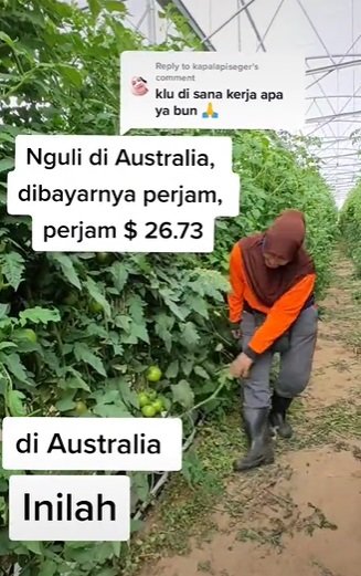 wanita asal ri nguli di australia jadi buruh kasar ternyata gajinya luar biasa