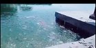 DKI Ambil Sampel Air Usut Penyebab Ratusan Ikan Naik ke Permukaan di Pantai Ancol