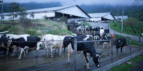 Sering Dikira Merek Asing, Peternakan Sapi dan Pabrik Susu Ini Ternyata Ada di Malang