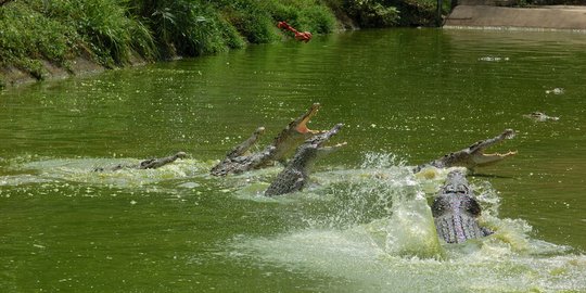 Viral Kemunculan Buaya Di Muara Sungai Bondoyudo Lumajang