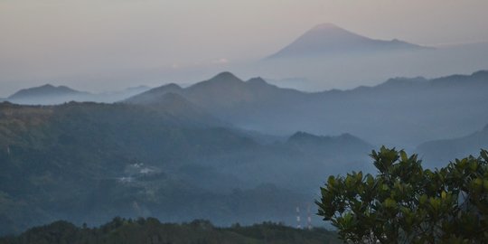 5 Potret Hewan Liar di Hutan Petungkriyono, Ada Macan Tutul hingga Julang Emas