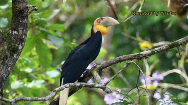 penampakan hewan liar di hutan petungkriyono