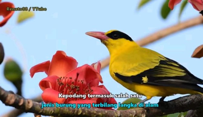 penampakan hewan liar di hutan petungkriyono