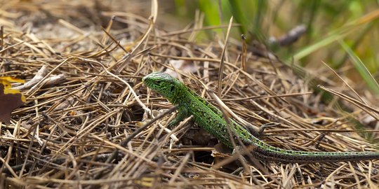 Fosil Reptil yang Tersimpan Puluhan Tahun Ungkap Fakta Mencengangkan Soal Kadal