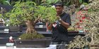 Melihat Keindahan Bonsai Ratusan Juta di Depok