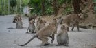 CEK FAKTA: Viral Video Monyet Serbu Rumah Warga di Bandung, Simak Faktanya