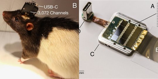 Perusahaan Elon Musk Neuralink Diduga Bunuh 1.500 Hewan untuk Uji Coba Chip di Otak