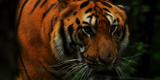 CEK FAKTA: Tidak Benar Video Harimau Terlihat di Gunung Pegat