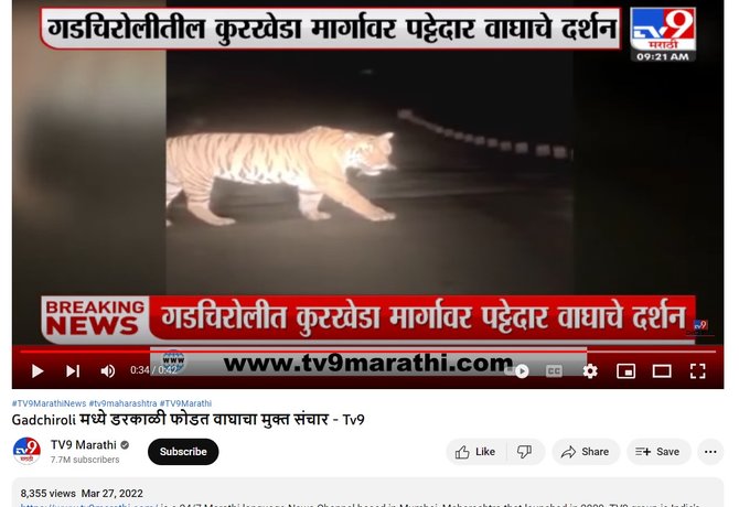 cek fakta tidak benar video harimau terlihat di gunung pegat