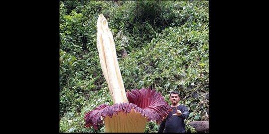 Bunga Bangkai Setinggi 4,35 Meter Mekar Sempurna di Agam Sumatera Barat