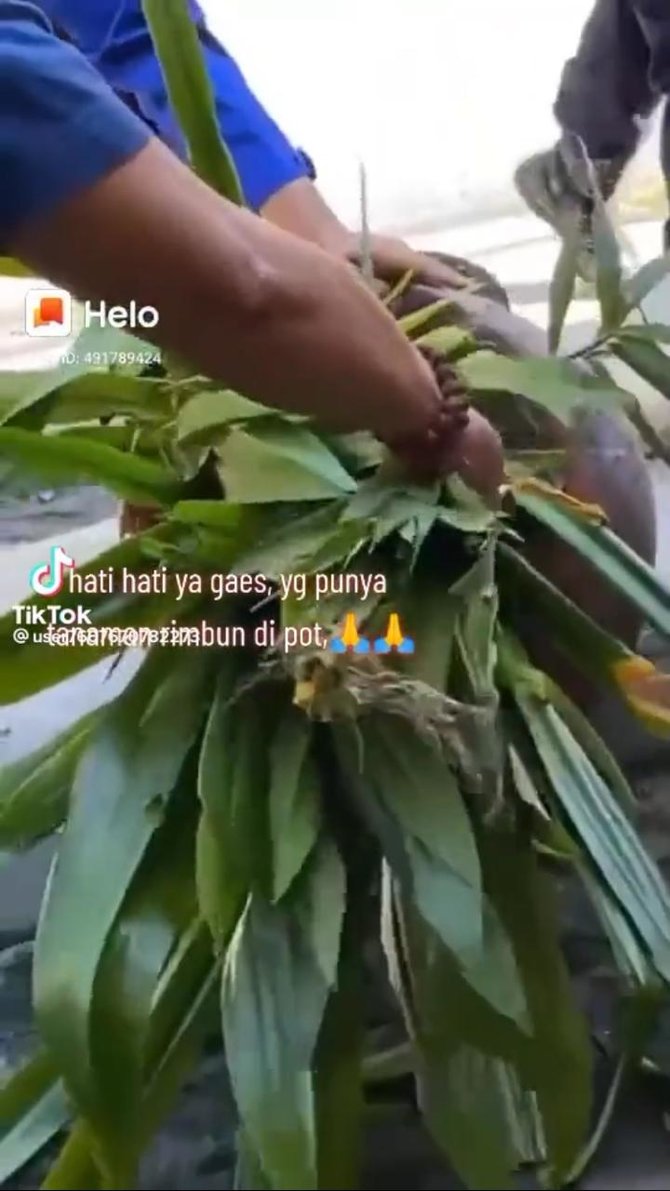 viral ular piton sembunyi di dalam pot tanaman bikin merinding