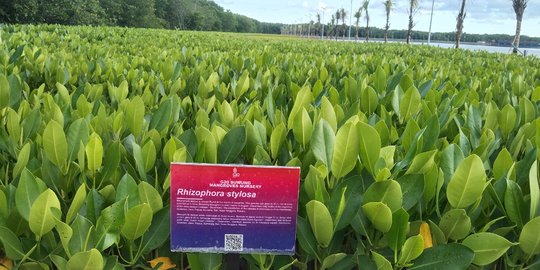 Begini Nasib Taman Hutan Raya Mangrove Ngurah Rai Bali usai KTT G20 Berakhir