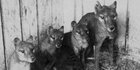 Sejak Lama Dicari, Fosil Harimau Tasmania yang Hilang Hampir 100 Tahun Ada di Lemari
