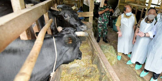 Bali Kendalikan Pmk Dan Rabies Siap Sukseskan Ktt G Mendatang Merdeka Com