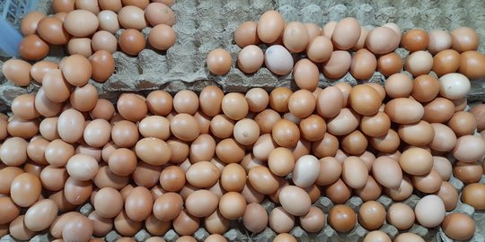 Harga Telur Ayam Meroket Jelang Libur Natal, Tembus Rp30.700 per Kg