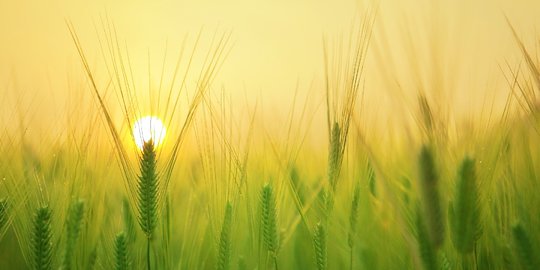 66 Kata-Kata Mutiara Menyambut Pagi Hari, Penuh Semangat dan Rasa Optimis