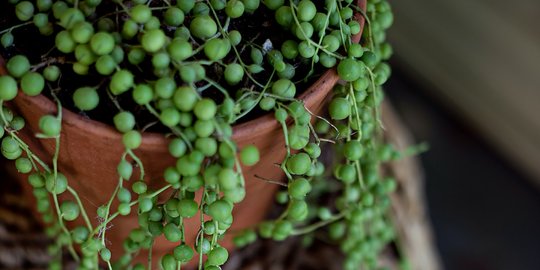 Cara Menanam dan Merawat Sukulen Tasbih (Strings of Pearls)