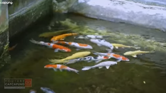 tips beternak koi ala warga bantul