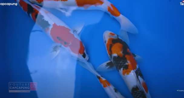 tips beternak koi ala warga bantul