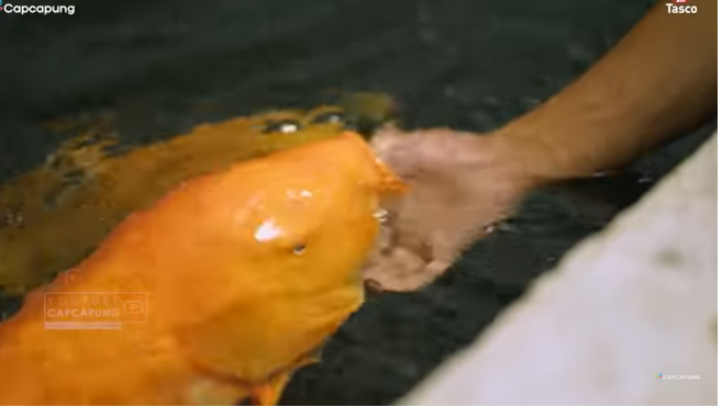 tips beternak koi ala warga bantul