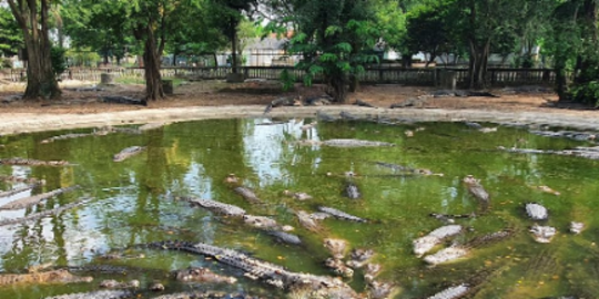 Mengunjungi Wisata Taman Buaya di Bekasi, Bisa Lihat Penangkaran dari Dekat