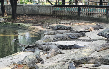 taman buaya indonesia jaya di kabupaten bekasi