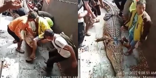 Buaya Panjangnya Sekitar 5 Meter Ditangkap Warga, Langsung Ramai jadi Tontonan