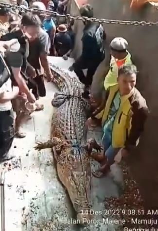 buaya panjangnya sekitar 5 meter ditangkap warga langsung ramai jadi tontonan