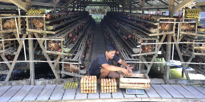 Meroket, Harga Telur Ayam Tembus Rp29 Ribu di Tingkat Peternak