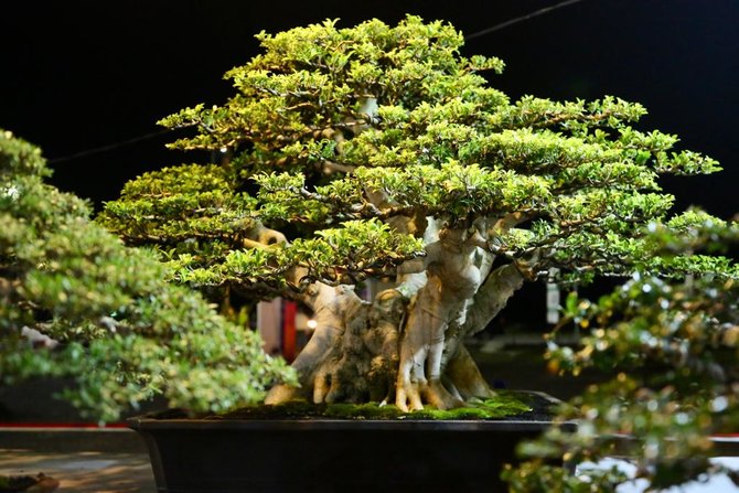 600 bonsai senilai total rp 25 miliar dipamerkan di banyuwangi