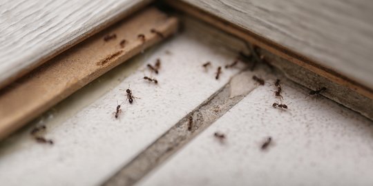 Hanya Butuh Bahan Alami, Ini Cara Ampuh untuk Mengusir Semut dari Dalam Rumah