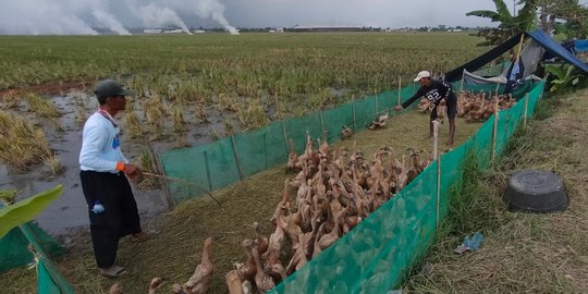 Geliat Beternak Bebek Petelur di Tepi Sawah