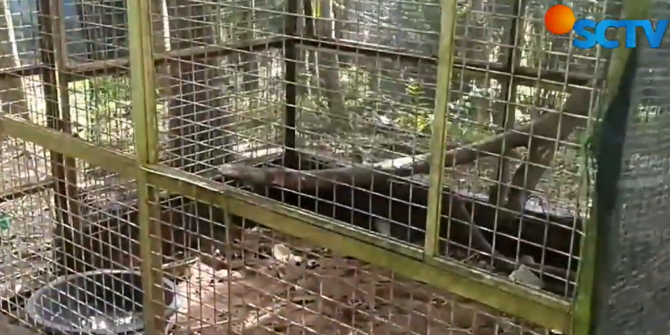 Viral 2 Bayi Monyet Mati di Kandang Mini Zoo Bogor, Ini 6 Fakta nya