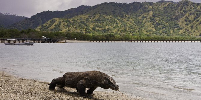 Tiket Masuk Rp3,7 Juta Dibatalkan, Wisatawan ke Pulau Komodo Diharapkan Meningkat