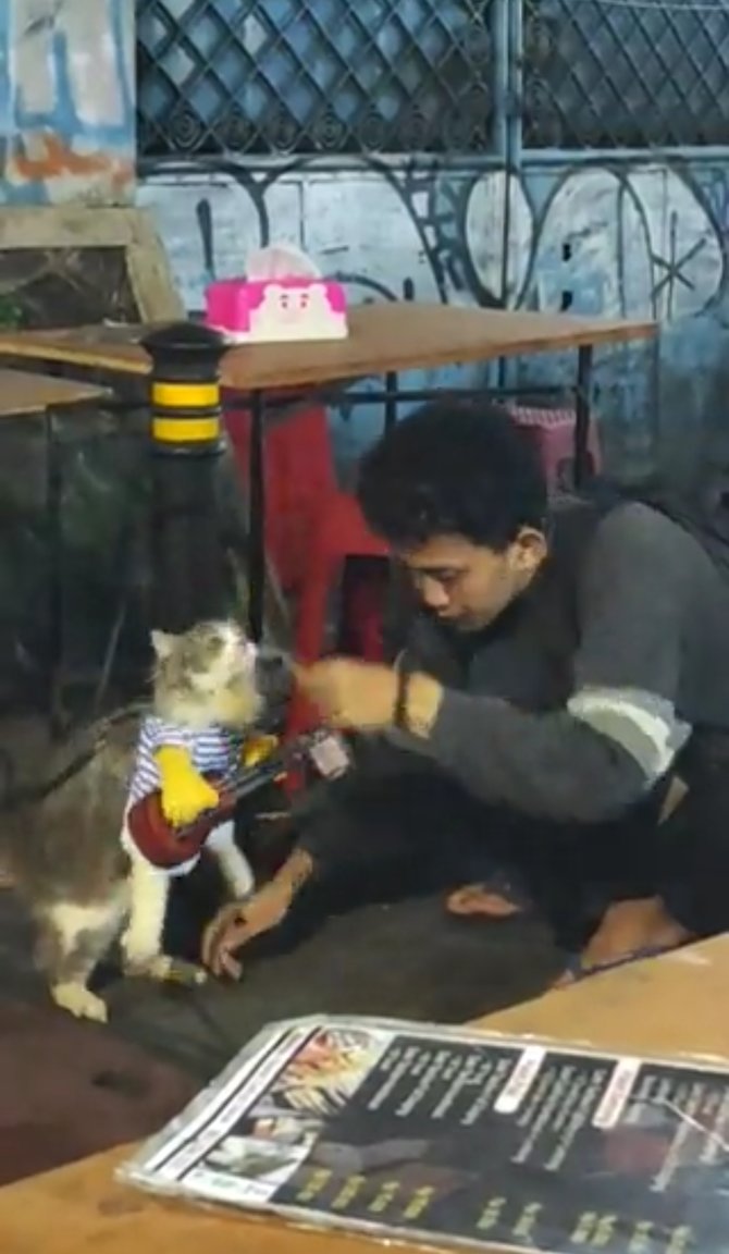 viral pengamen bawa kucing ngamen aksinya menghibur