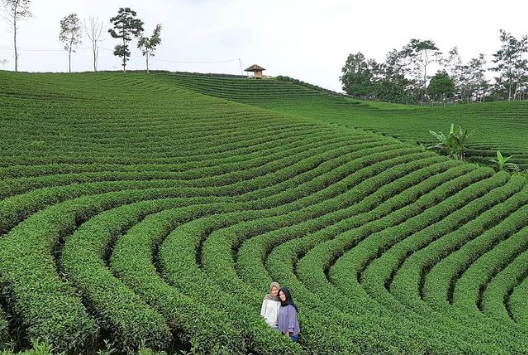 kebun teh cikuya