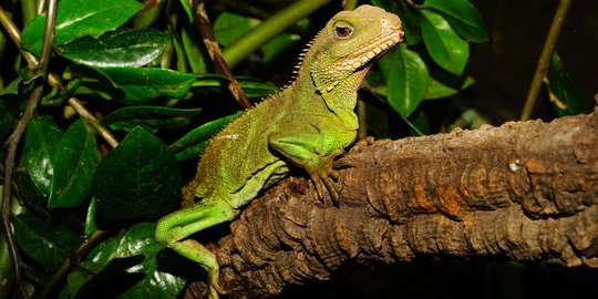 Satu Kota di Amerika Padam Listrik karena Iguana, Begini Ceritanya