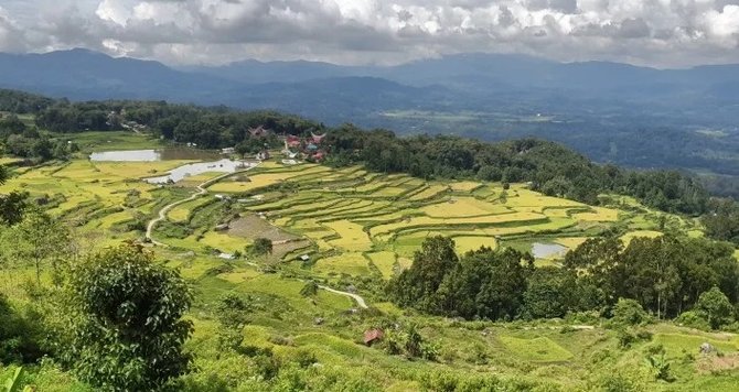 toraja