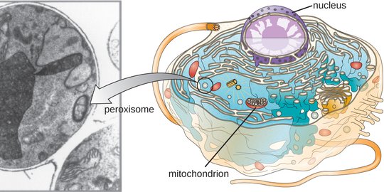 Mengenal Fungsi Peroksisom, Struktur, dan Letaknya pada Tumbuhan