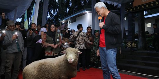 Kembangkan Domba Batur di Dieng, Ganjar Kolaborasikan Peternak dan Perguruan Tinggi