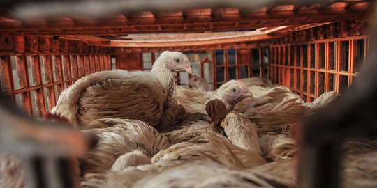 Jelang Nataru, Harga Ayam Potong Merangkak Naik