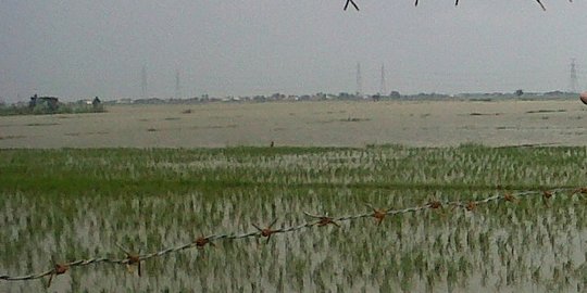 Baru Sepekan Ditanami Malah Kena Banjir, Kondisi Sawah di Majalengka Ini Bikin Miris