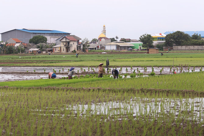 82 juta hektare sawah untuk 20 juta ton beras