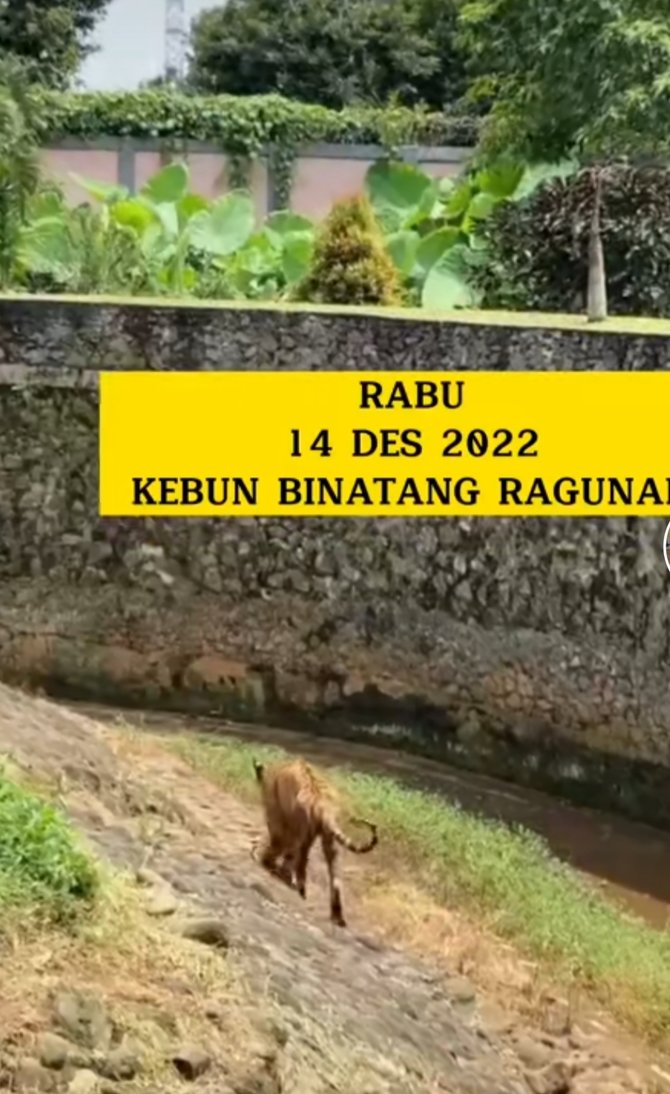 viral video harimau kurus di ragunan kondisi memprihatinkan