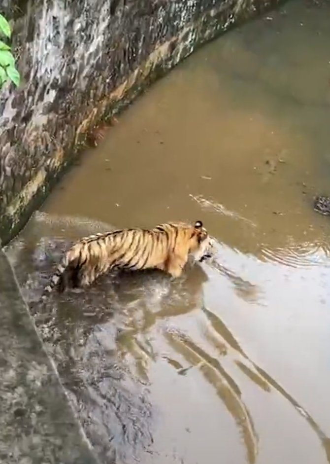 viral video harimau kurus di ragunan kondisi memprihatinkan
