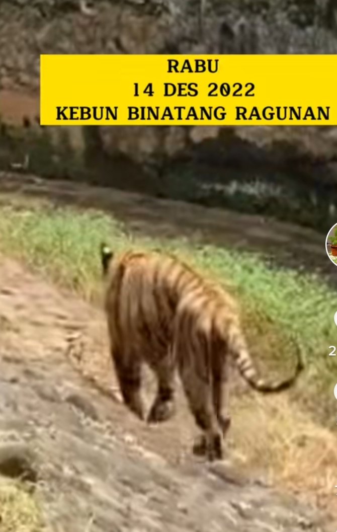 viral video harimau kurus di ragunan kondisi memprihatinkan