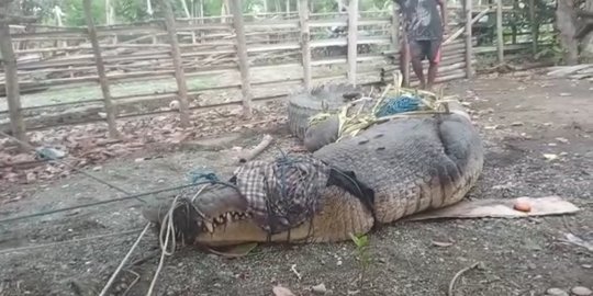 Buaya Besar di NTT Ditangkap Usai Mangsa Babi dan Sapi