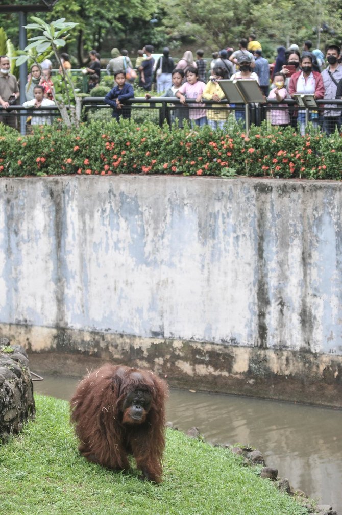 libur lebaran di taman margasatwa ragunan